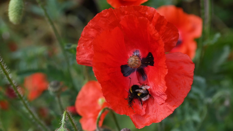 Bumblebee in a poppy in London, England, UK